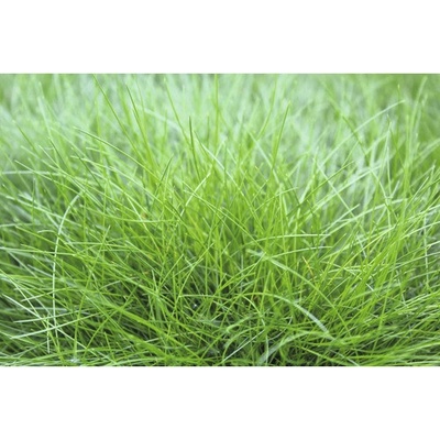 Kostrava metlovitá FloraSelf Festuca gautieri 'AmiGreen' výška 10-25 cm kvetináč 2 l