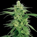 White Label Holland´s Hope regular semena neobsahují THC 10 ks