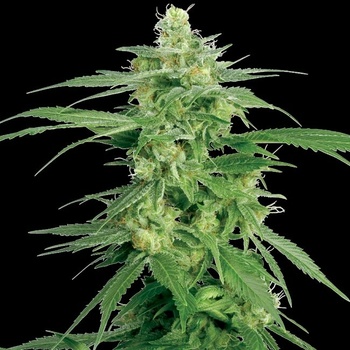 White Label Holland´s Hope regular semena neobsahují THC 10 ks