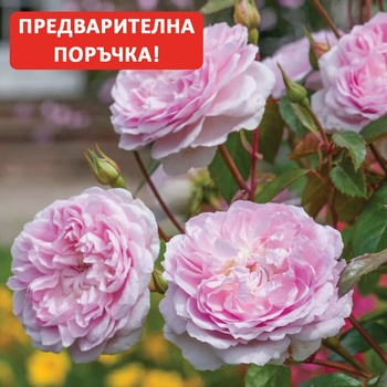 Image 1 of David Austin® Роза Silas Marner® - David Austin®