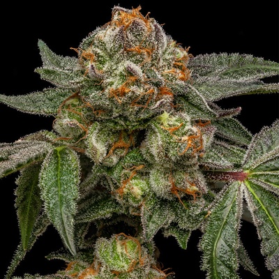 Ripper Seeds Zake semena neobsahují THC 3 ks