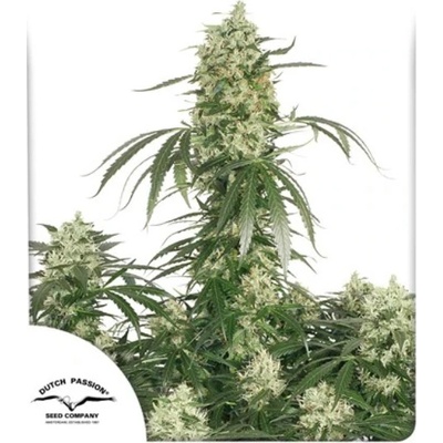 Dutch Passion The Ultimate semena neobsahují THC 100 ks