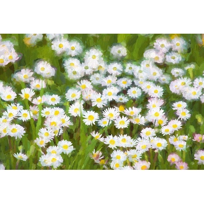 DIMEX ART Флизелинов фототапет картина - пролетна поляна 375 x 250 см