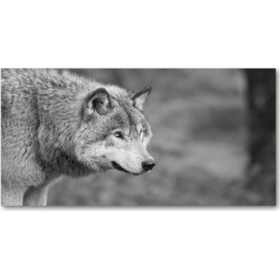Foto obraz fotografie na skle sivý vlk 100x50 cm