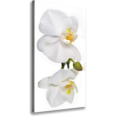 Vertikálny foto obraz na plátne Biela orchidea 50x100 cm