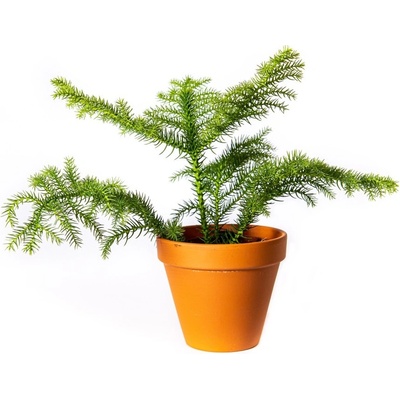 Gardners Araucaria heterophylla, průměr 10,5 cm Blahočet, araukárie
