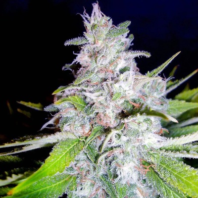 Ministry of Cannabis Northern Lights MOC semienka neobsahujú THC 2 ks