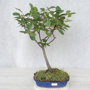 lego bonsai r Mini Bonsai Trees  LEGOLAND California Resort Online Shop