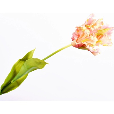 Tulipán stonek růžový/krémový 71 cm