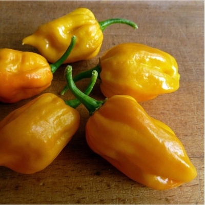 Chilli Habanero žlté - Capsicum Chinense - semená chilli - 6 ks