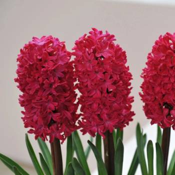 Hyacint Jan Bos - Hyacinthus - cibule hyacintu - 1 ks