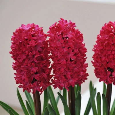 Hyacint Jan Bos - Hyacinthus - cibule hyacintu - 1 ks