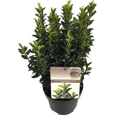 Bršlen japonský FloraSelf Euonymus japonicus 'Green Spire' 20-30 cm kvetináč 2 l