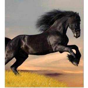 DIMEX ART Флизелинов фототапет черен кон 225 x 250 см