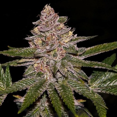 Ripper Seeds Radical Juice semena neobsahují THC 5 ks