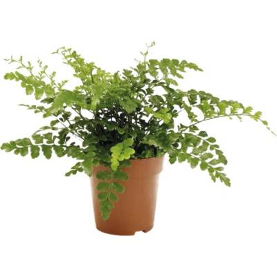 Sleziník FloraSelf Asplenium Parvati květináč Ø 12 cm
