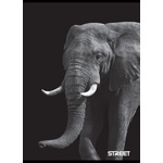 STREET Тетрадка Street, А5, широки редове, 54л, safari (25454-А-SAFARI)