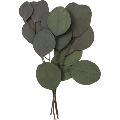 Přízdoba Eukalyptus NATURE 18cm/4ks, sušená