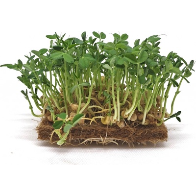 Tiny Greens Hrášek Bushy BIO semínka na klíčení a 400 g