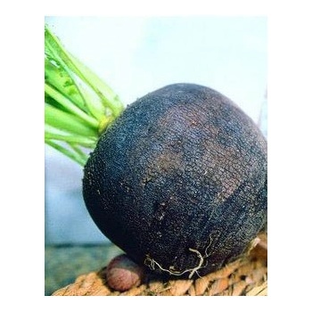 BIO reďkovka čierna guľatá - Raphanus sativus - bio semená reďkovky - 45 ks