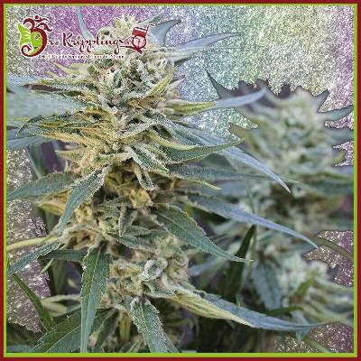 Dr. Krippling Seeds Jamnesia Haze semena neobsahují THC 5 ks