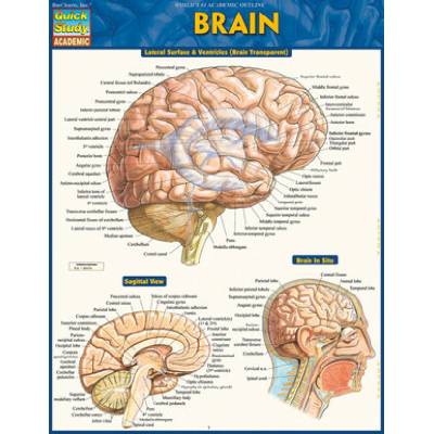 Vincent Perez - BRAIN