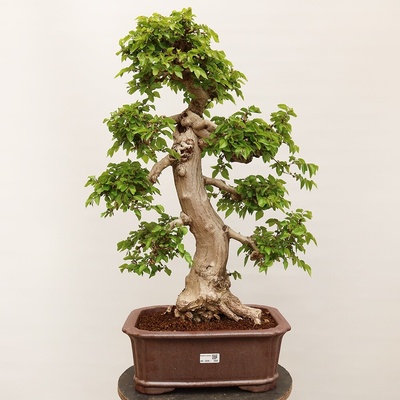 e-bonsai Venkovní bonsai -Carpinus Coreana - Habr korejský
