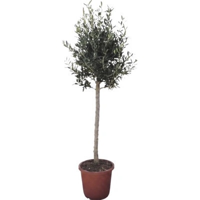 Olivovník evropský FloraSelf Olea europaea výška 120-130 cm květináč Ø 30 cm