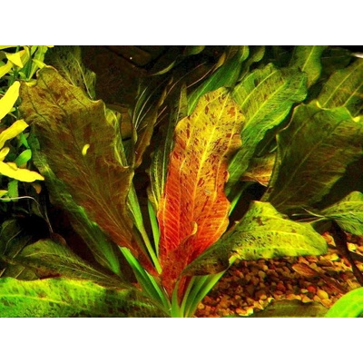 Echinodorus ozelot red