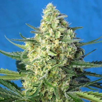 Sweet Seeds Jack 47 XL AUTO semena neobsahují THC 3 ks