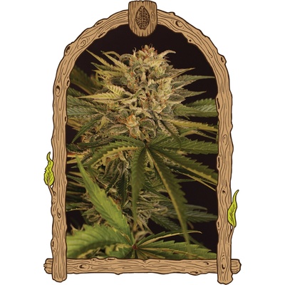 Exotic Seed Dr. Greenman pure CBD semienka neobsahujú THC 3 ks