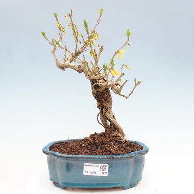 e-bonsai Venkovní bonsai - Zlatice - Forsythia koreana
