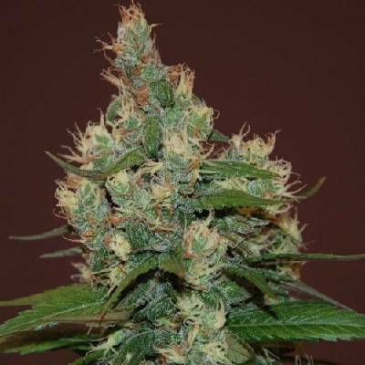 Cream Of The Crop Sour Turbo Diesel semena neobsahují THC 3 ks