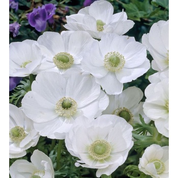 Луковица на Анемоне / Кичеста съсънка, сорт "Бялата булка" (ANEMONE coronaria) - 15 броя (734790)