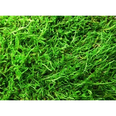 Verdissimo Stabilizovaný mech plochý Flattmoss, 0,25kg (0,2 m2)