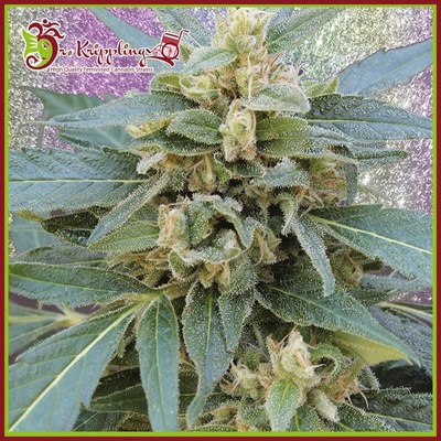 Dr. Krippling Seeds Mango Bubble Cloud semena neobsahují THC 5 ks