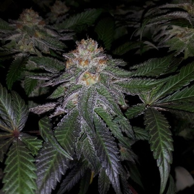 T.H. Seeds Purple Banana Cream semena neobsahuji THC 6 ks