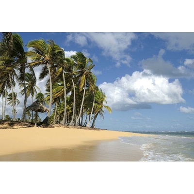 DIMEX ART Флизелинов фототапет кокосови дървета 375 x 250 см