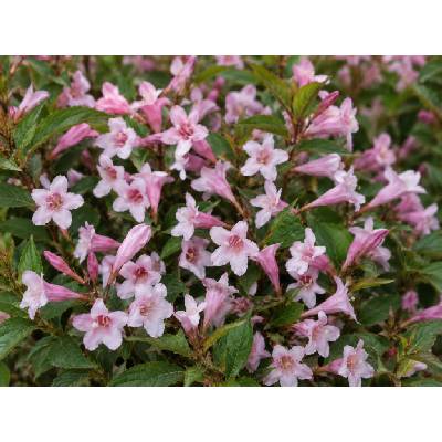 Vajgélia kvetnatá 'Pink Poppet'