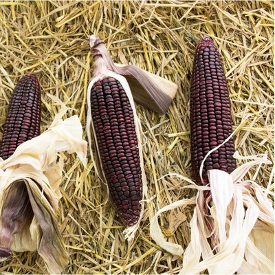 BIO Kukuřice cukrová Tortilla - Zea mays - prodej bio semen - 20 ks