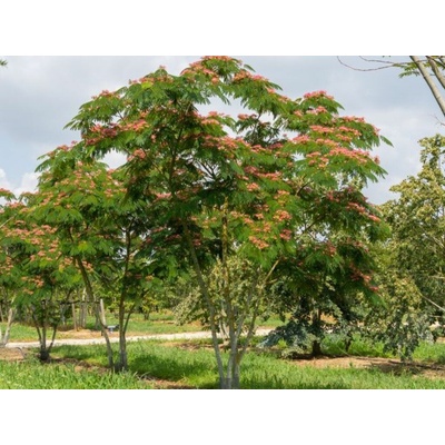 Albízia voňavá Ombrella Boubri Multikmeň 120-160cm, kont. 12 l