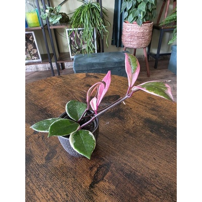 Hoya Flamingo Dream mini, nenáročná – Zboží Dáma