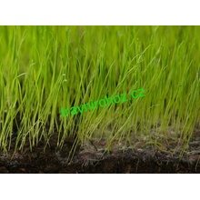 Travní rohož s osivem EkoGrass Synthetic - 25m x 2,1m