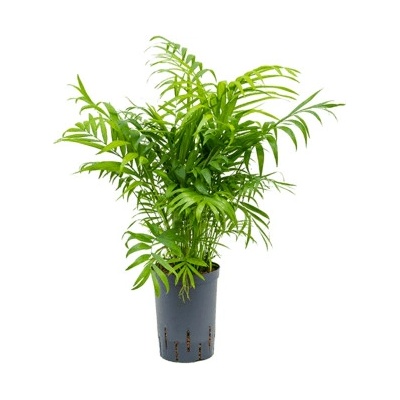 Chamaedorea elegans 15/19 v.50 cm