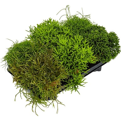 Rhipsalis mix 12x20 cm