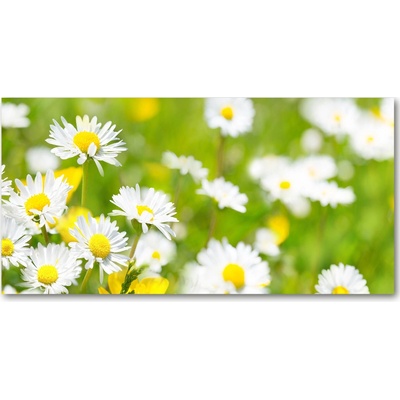 Foto obraz fotografie na skle sedmokrásky 100x50 cm