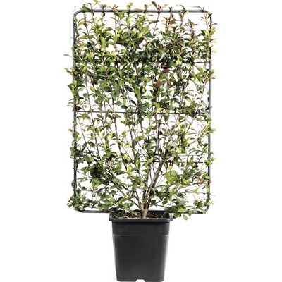 Červienka na špalieri FloraSelf Photinia fraseri 'Robusta Compacta' výška 120 x šírka 80 cm kvetináč 30 l