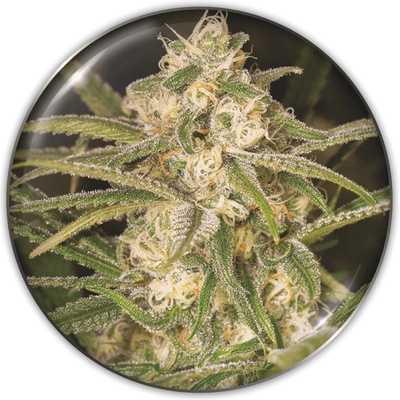 Medical Seeds Co. No Name Auto semienka neobsahujú THC 3 ks