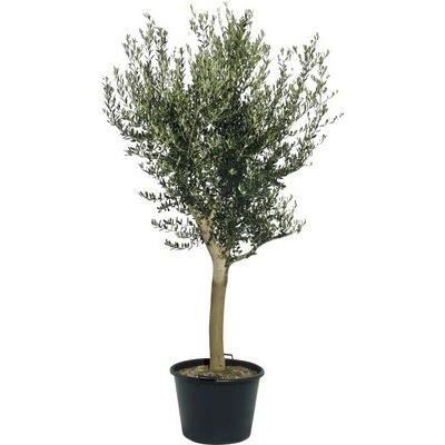 Olivovník európsky FloraSelf Olea europaea výška 120-140 cm kvetináč Ø 40 cm
