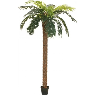 Phoenix palma deluxe, 250 cm
